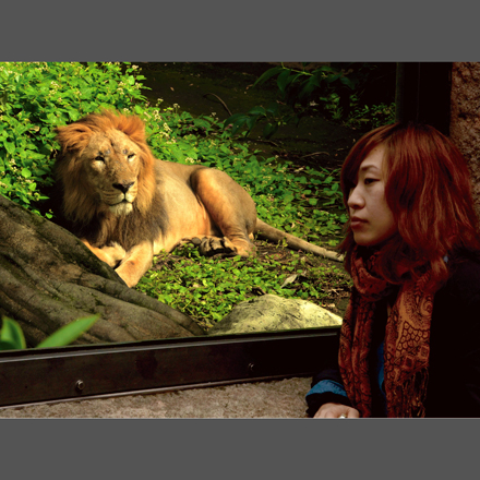 カゼタチライオン